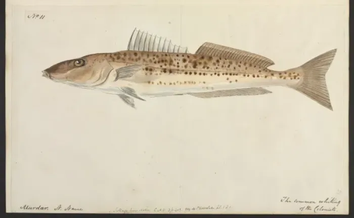Framed Print : The common whiting Framed Print : The common whiting