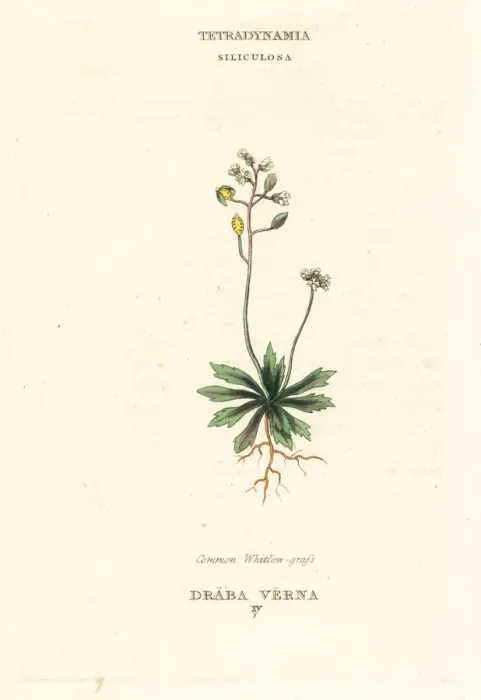Framed Print : Common whitlow grass, Erophila verna Framed Print : Common whitlow grass, Erophila verna