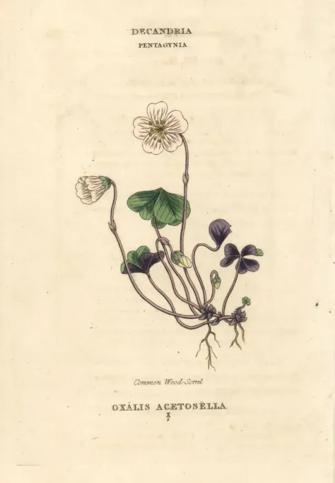 Framed Print : Common woodsorrel, Oxalis acetosella Framed Print : Common woodsorrel, Oxalis acetosella