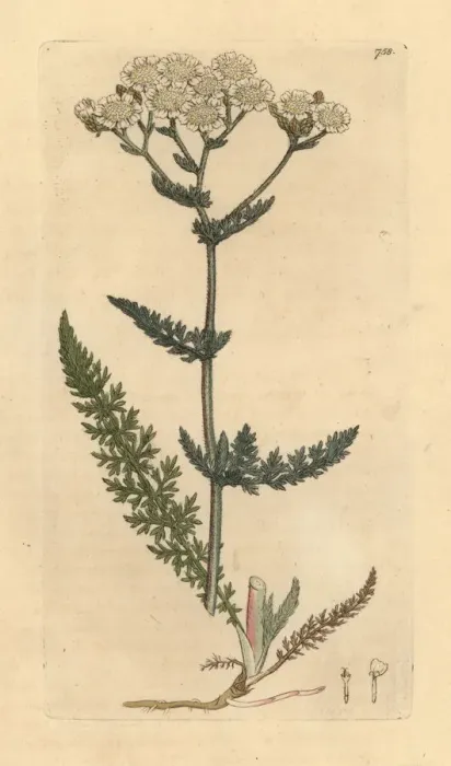 Framed Print : Common yarrow or milfoil, Achillea millefolium Framed Print : Common yarrow or milfoil, Achillea millefolium