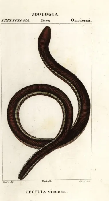 Framed Print : Common yellow-banded caecilian, Ichthyophis glutinosus Framed Print : Common yellow-banded caecilian, Ichthyophis glutinosus