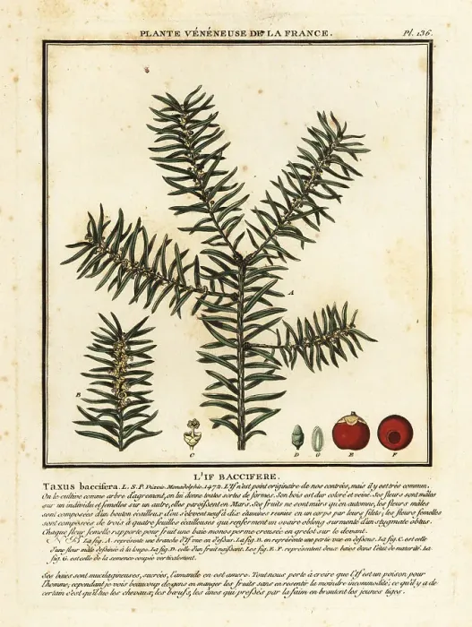 Framed Print : Common yew or English yew, Taxus baccata Framed Print : Common yew or English yew, Taxus baccata
