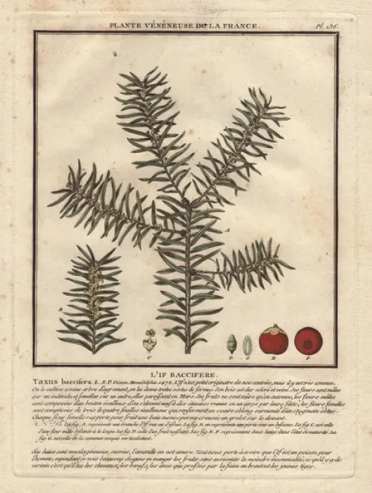 Framed Print : Common yew tree, Taxus baccifera Framed Print : Common yew tree, Taxus baccifera