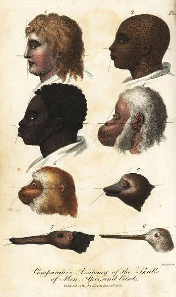 Comparative anatomy of the heads of men, apes and birds