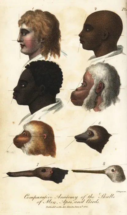 Framed Print : Comparative anatomy of the heads of men, apes and birds Framed Print : Comparative anatomy of the heads of men, apes and birds