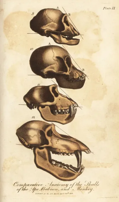 Framed Print : Comparative anatomy of the skulls of the ape Framed Print : Comparative anatomy of the skulls of the ape