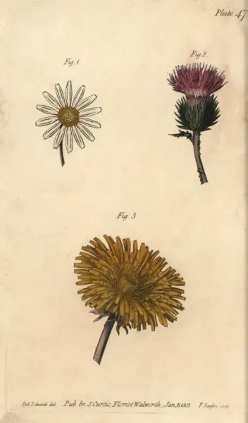 Compound Flowers Daisy Bellis Perennis Print 1434 Cards