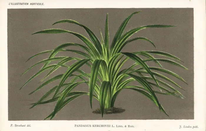 Framed Print : Comte de Kerchove de Denterghems screw pine Framed Print : Comte de Kerchove de Denterghems screw pine