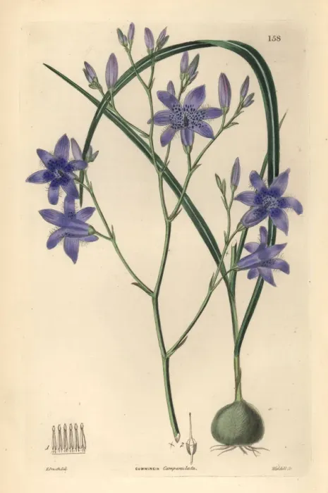 Framed Print : Conanthera campanulata Framed Print : Conanthera campanulata
