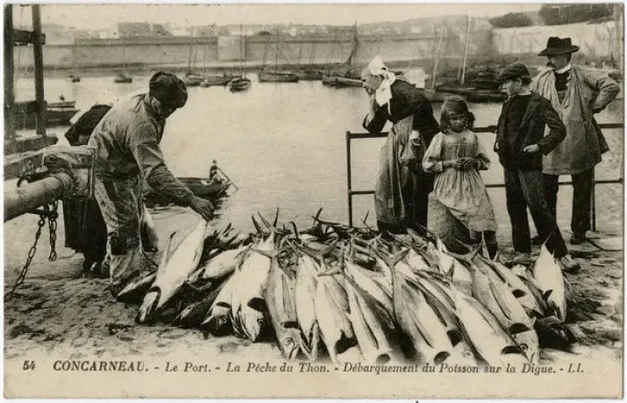 Framed Print : Concarneau, France - The Port - A catch of Tuna Framed Print : Concarneau, France - The Port - A catch of Tuna