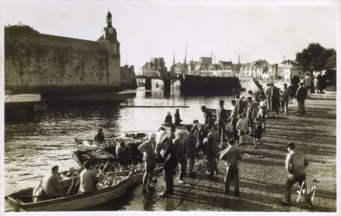Framed Print : Concarneau Harbour, France - unloading tuna Framed Print : Concarneau Harbour, France - unloading tuna