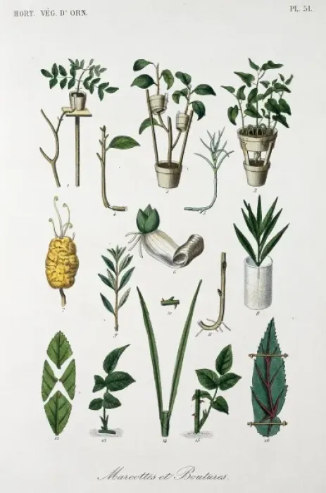 Framed Print : Concepts of horticulture Framed Print : Concepts of horticulture