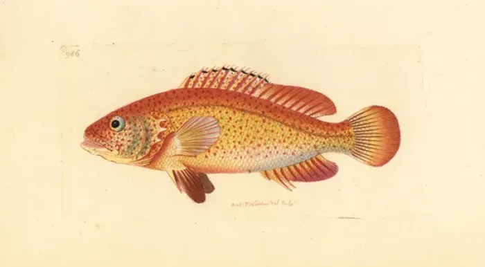 Framed Print : Coney fish, Cephalopholis fulva Framed Print : Coney fish, Cephalopholis fulva
