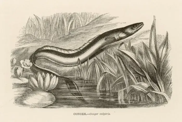 Framed Print : CONGER EEL Framed Print : CONGER EEL