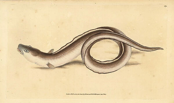 Conger eel, Conger conger