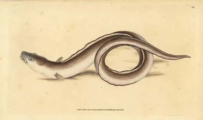 Framed Print : Conger eel, Conger conger Framed Print : Conger eel, Conger conger