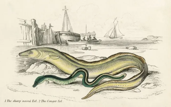 Framed Print : Conger Eel & Sharp Nosed Framed Print : Conger Eel & Sharp Nosed
