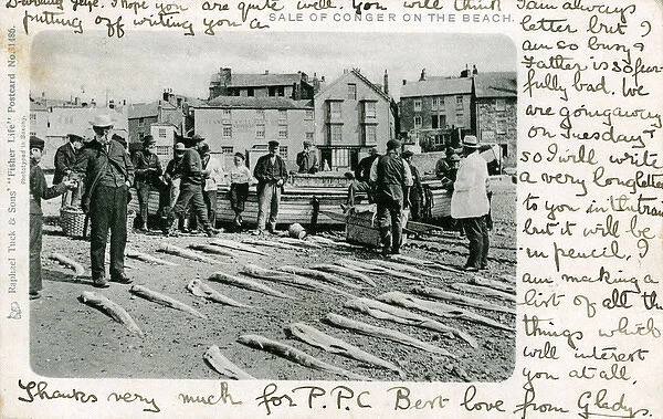 Conger Eels for sale on a beach, Unknown location