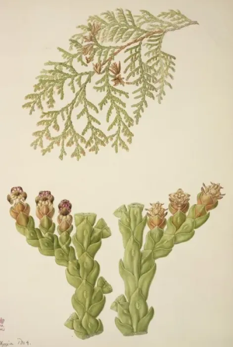 Framed Print : Conifer watercolour by Franz Bauer Framed Print : Conifer watercolour by Franz Bauer