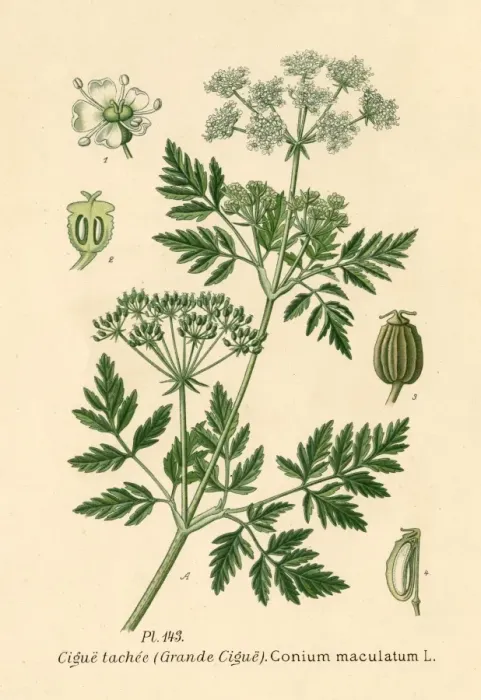 Framed Print : Conium Maculatum Framed Print : Conium Maculatum