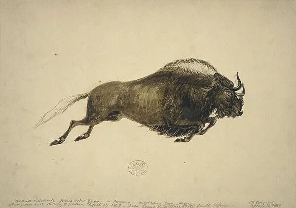 Connochaetes gnou, black wildebeest