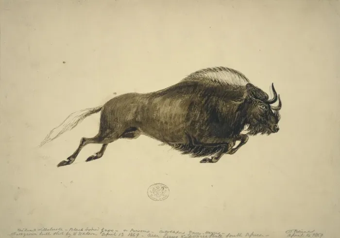 Framed Print : Connochaetes gnou, black wildebeest Framed Print : Connochaetes gnou, black wildebeest