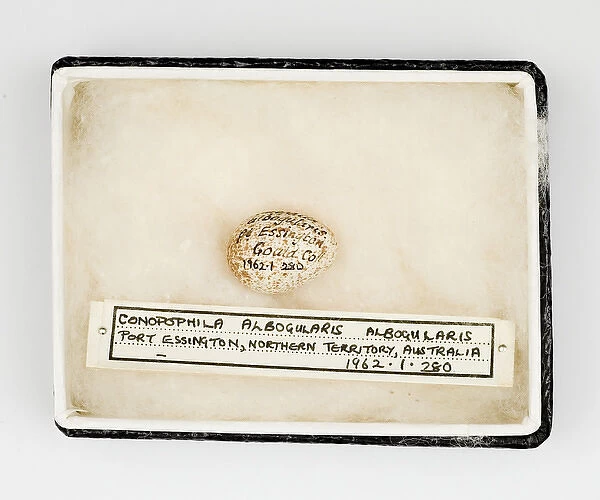Conopophila albogularis egg, Gould Collection