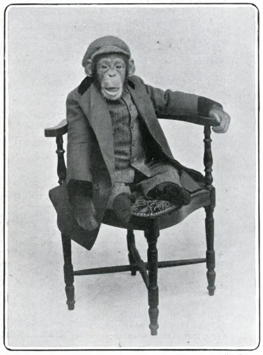 Framed Print : Consul the Chimp at the London Hippodrome Framed Print : Consul the Chimp at the London Hippodrome