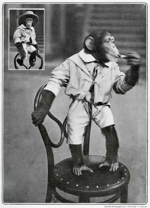 Framed Print : Consul the monkey Framed Print : Consul the monkey
