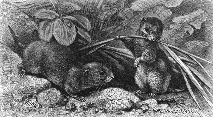 Framed Print : Continental field voles Framed Print : Continental field voles