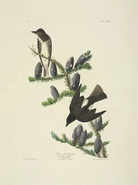 Contopus cooperi, olive-sided flycatcher
