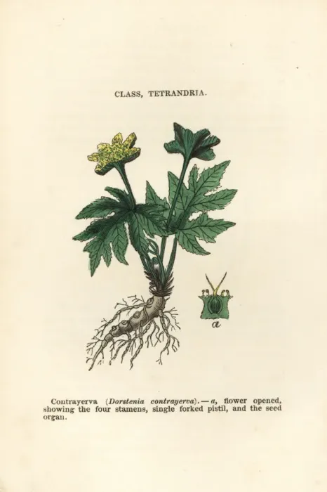 Framed Print : Contrajerva, Dorstenia contrajerva Framed Print : Contrajerva, Dorstenia contrajerva