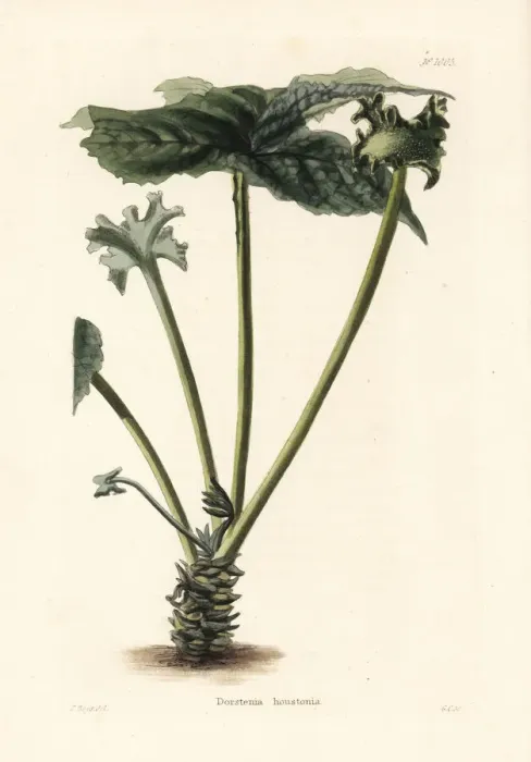 Framed Print : Contrayerva, Dorstenia contrajerva Framed Print : Contrayerva, Dorstenia contrajerva