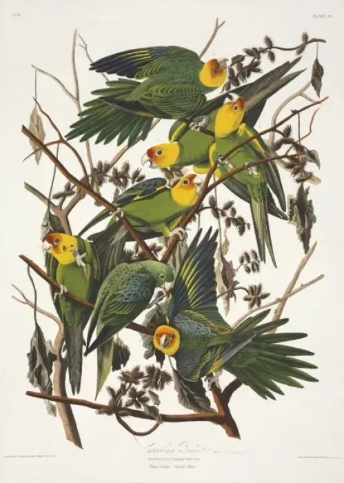 Framed Print : Conuropsis carolinensis, Carolina parakeet Framed Print : Conuropsis carolinensis, Carolina parakeet