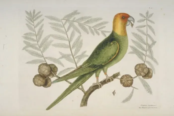 Framed Print : Conuropsis caroliniensis, Carolina parakeet Framed Print : Conuropsis caroliniensis, Carolina parakeet