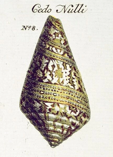 Conus cedonulli, matchless cone