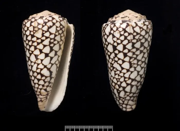 Framed Print : Conus marmoreus, cone shell Framed Print : Conus marmoreus, cone shell