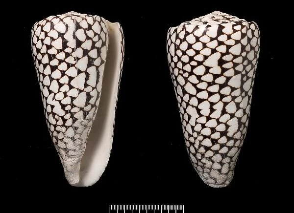Conus marmoreus, cone shell