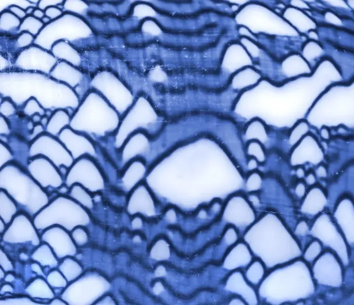 Framed Print : Conus textile, textile cone Framed Print : Conus textile, textile cone