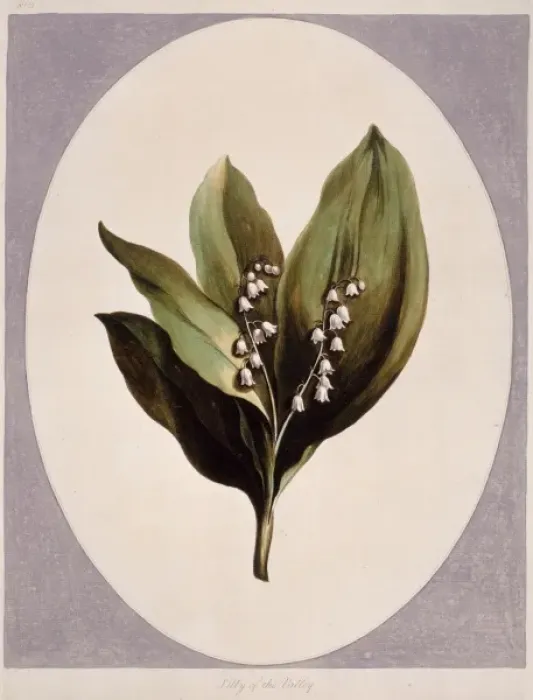 Framed Print : Convallaria magalis, lily-of-the-valley Framed Print : Convallaria magalis, lily-of-the-valley