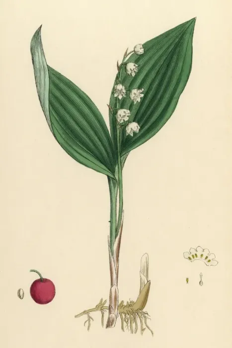 Framed Print : Convallaria Maialis Framed Print : Convallaria Maialis
