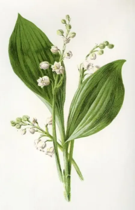 Framed Print : Convallaria Majalis Framed Print : Convallaria Majalis