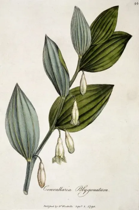 Framed Print : Convallaria polygonatum, solomons seal root Framed Print : Convallaria polygonatum, solomons seal root