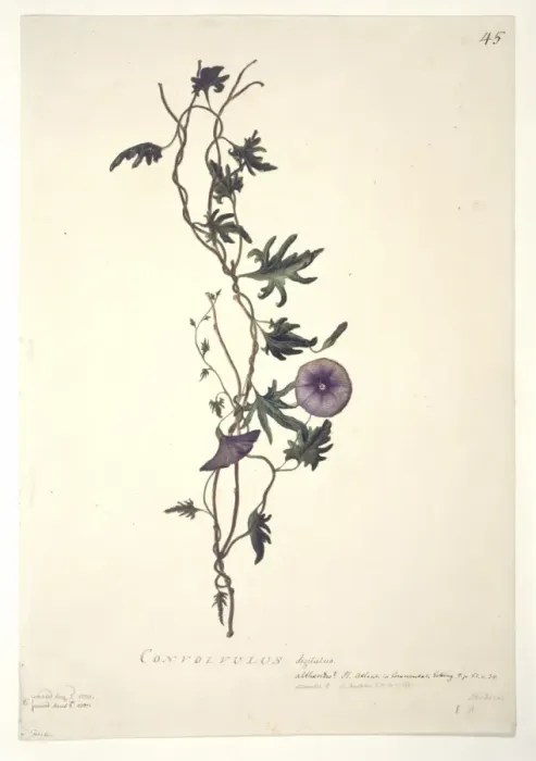 Framed Print : Convolvulus arvensis, field bindweed Framed Print : Convolvulus arvensis, field bindweed
