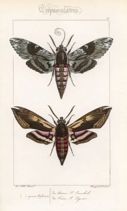 Framed Print : Convolvulus hawkmoth and privet hawkmoth Framed Print : Convolvulus hawkmoth and privet hawkmoth