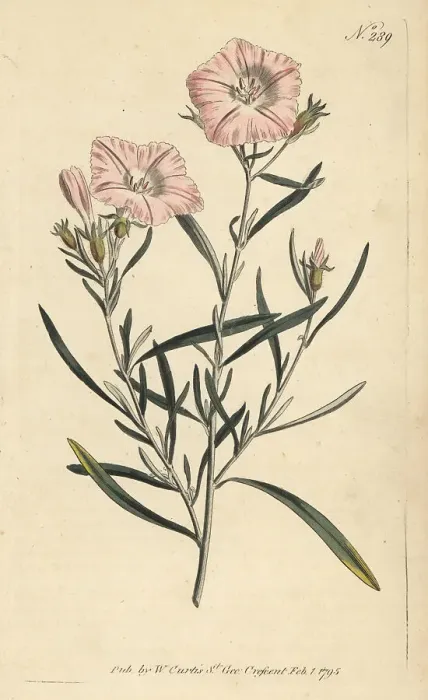 Framed Print : Convolvulus oleifolius var. oleifolius Framed Print : Convolvulus oleifolius var. oleifolius