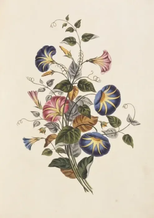 Framed Print : Convolvulus tricolor, convolvulus Framed Print : Convolvulus tricolor, convolvulus