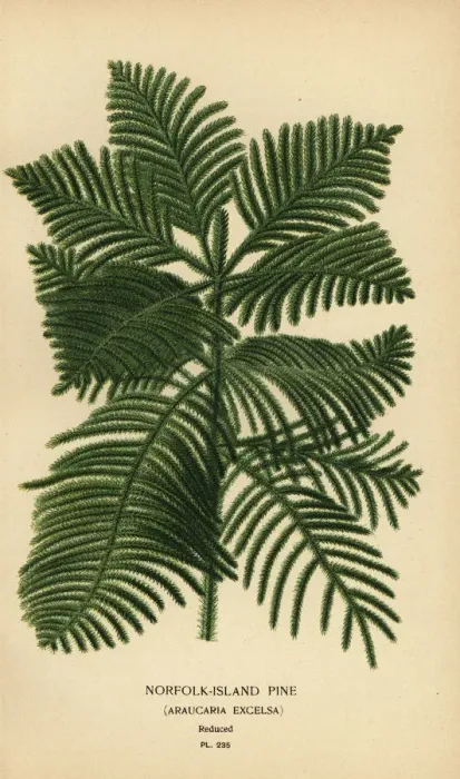 Framed Print : Cook pine, Araucaria columnaris Framed Print : Cook pine, Araucaria columnaris