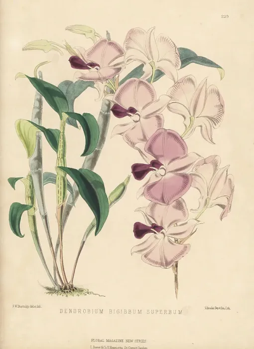 Framed Print : Cooktown orchid, Dendrobium bigibbum var. superbum, vulnerable Framed Print : Cooktown orchid, Dendrobium bigibbum var. superbum, vulnerable