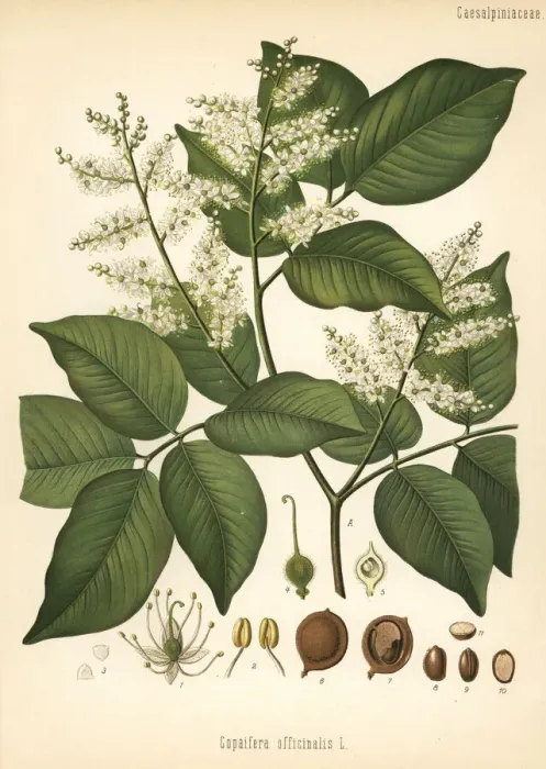 Framed Print : Copaiba, Copaifera officinalis Framed Print : Copaiba, Copaifera officinalis